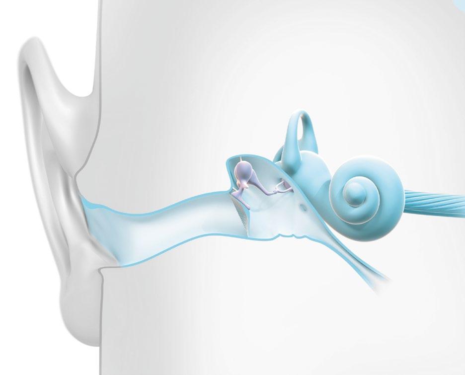 How hearing works The human ear has three main sections: the outer ear, the middle ear and the inner ear.