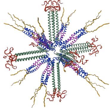 Self-assembled Peptide Nanoparticle (SAPN): A excellent platform for universal vaccine design for avian influenza virus: defined size and shape, epitope strings, flexibility, easily scale up, etc.