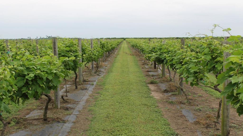 Vineyard Nutrition Grape Camp Michael Cook Objectives What is a Vineyard Fertility Plan?