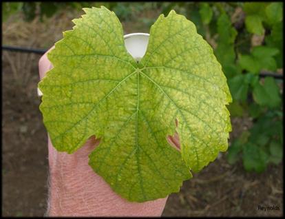 Nitrogen Typically the most deficient nutrient in the vineyard Very mobile in soil (Nitrate is anion) and plant corrections are more successful Bloom petiole readings ok, but
