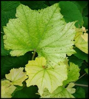 Iron Deficiency symptoms mainly a problem on calcareous soils affects apical leaves early in season resulting in general chlorosis severe symptoms include ivory