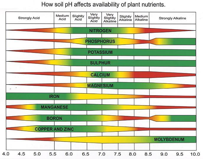 Acidic soils often find Mo, P, Mg, Ca less available while Al, Fe, and Mn more