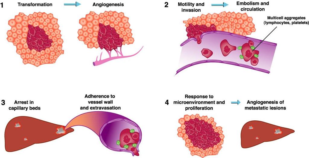 Role of Angiogenesis(blood vessel