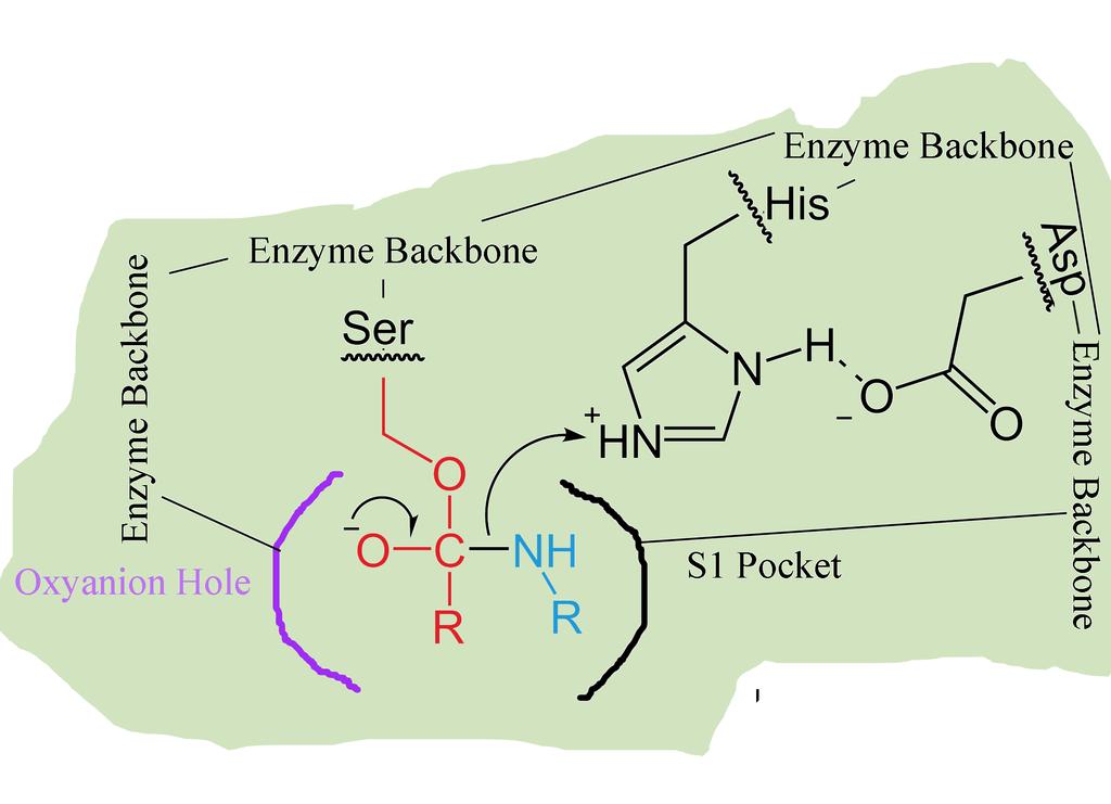 Catalytic Mechanism Peptide Bond Broken as N Binds to H on