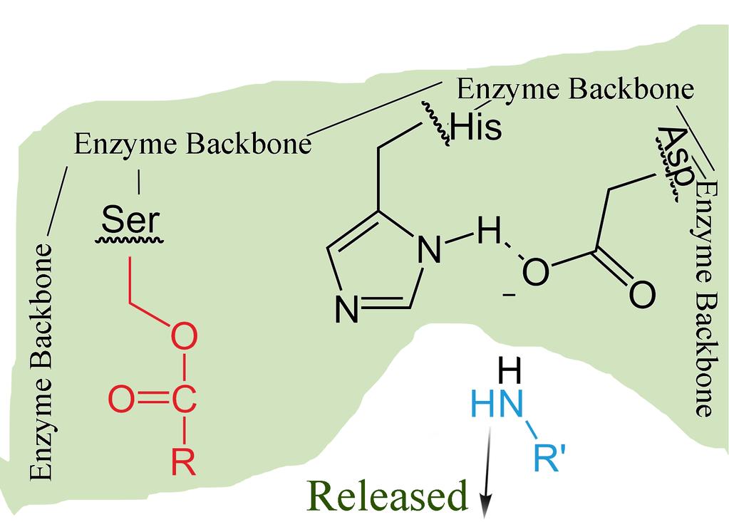 Catalytic Mechanism Half of Polypeptide Released from Enzyme Other Half