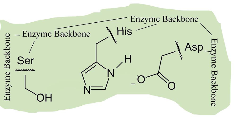 Catalytic Mechanism Enzyme Returned to Original State Other