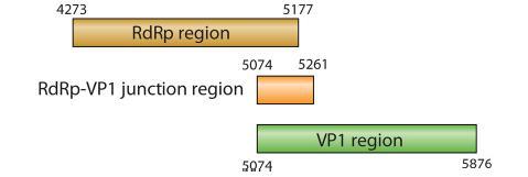 Molecular detection of sapovius Target Number of methods cited* Partial RdRP 11 Cross-react with norovirus, rotavirus and astrovirus RdRp-VP1 junction 11 Have the highest