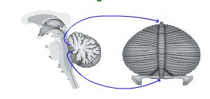 Basal Ganglia Loop Cerebellum Cortex Cortex!Striatum!GP/Subst Nigra Hendelman Pages 146-154!Thalamus!