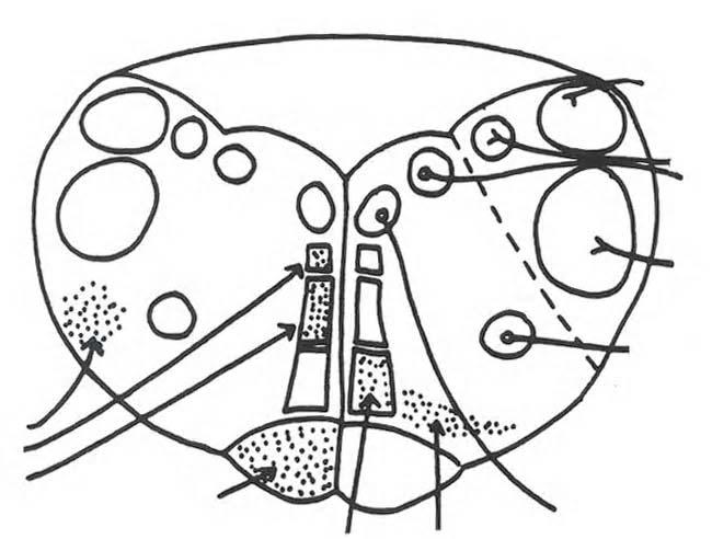 Adult caudal hindbrain (medulla oblongata): principle cell columns and fiber tracts (schematic) 4 th ventricle Vestibular, auditory (VIII); caudally nuc.