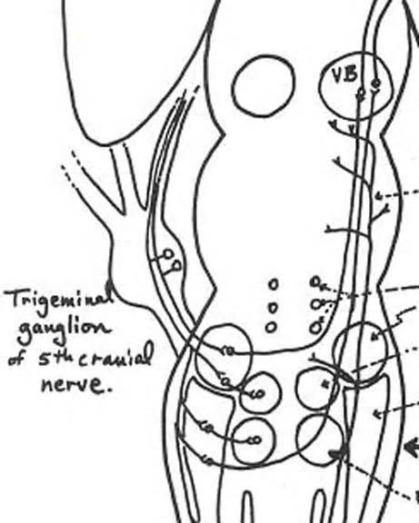 Trigeminal nerve (cranial nerve 5): Lemniscal channel Three main branches of V: Opthalmic branch Maxillary branch Mandibular branch Primary sensory neurons: in the trigeminal ganglion; axons enter