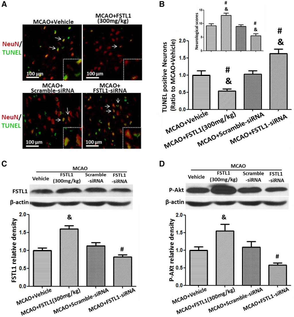 3052 Stroke October 2014 Figure 4. Follistatin-like 1 (FSTL1) decreased apoptosis by increasing Akt phosphorylation 24 hours after middle cerebral artery occlusion (MCAO).
