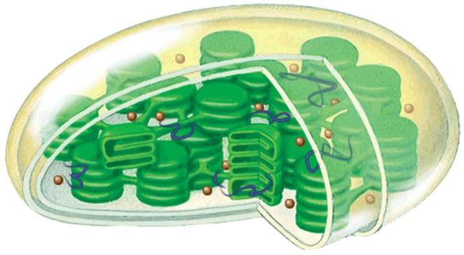 Label the following on the diagram: outer membrane, inner membrane, thylakoid membrane, stroma. What green pigment is found in the thylakoid membrane?