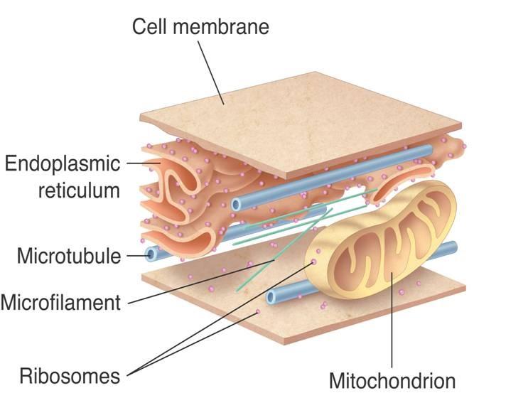 What two physical features does the cytoskeleton maintain? What cellular process involves the cytoskeleton?