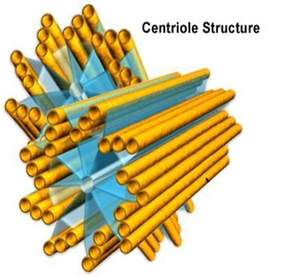 Centrioles Based on this diagram, what cytoskeletal component also makes up centrioles? In what general area are centrioles fond in the cell? How many found together? What is their general function?