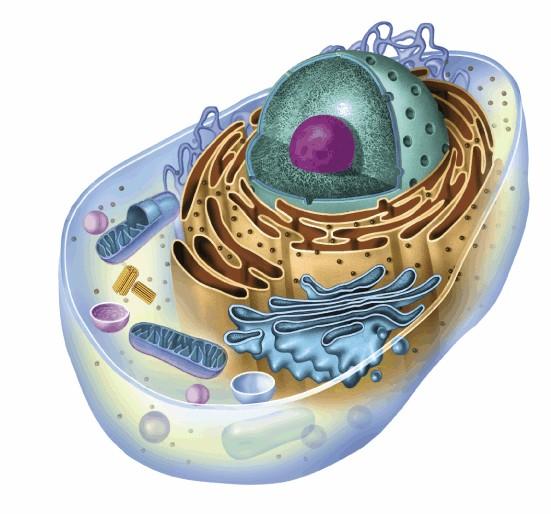 This diagram represents a heterotrophic eukaryote. Label the diagram with BOTH structure & function.