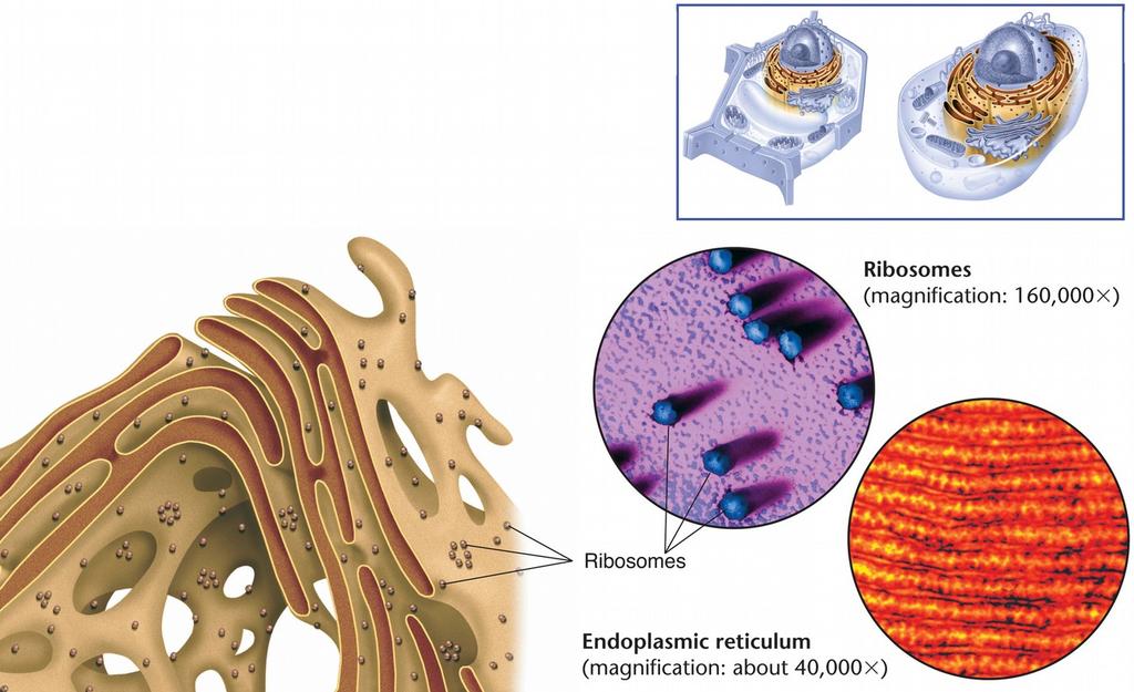 What are the two types of ER and their abreviations? Endoplasmic What differentiates them structurally?