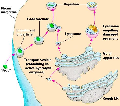 What are lysosomes? Where do they come from? What compounds can they digest?