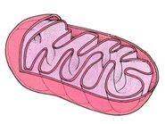 Label the following on the diagram: outer membrane, inner membrane, intermembrane space, cristae, matrix. Identify the overall process that mitochondria perform (3 words).