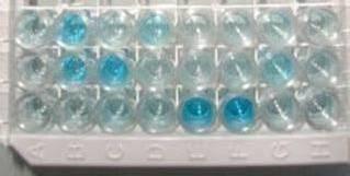 1590 SHAUKAT ALI ET AL., Fig. 3. ELISA for the detection of npt-ii protein. Wells with blue color show positive reaction.