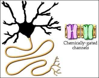 To learn how chemically-gated channels produce excitatory and inhibitory synaptic potentials.