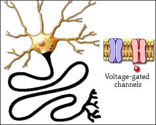 Most voltage-gated channels are found on the axon hillock, all along unmyelinated axons, and at the nodes of Ranvier in myelinated axons.