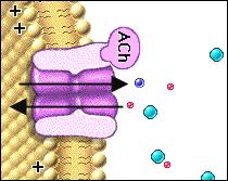 In a resting neuron, the electrochemical gradient for sodium is very large and causes sodium to move into the cell.