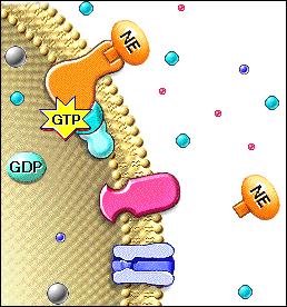 Such neurotransmitters are said to act indirectly. The receptor is coupled to the ion channel by a G protein.