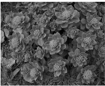 Rhodiola fatigue, physical stress, convalescence depressed mood improves performance (mental and physical) Image: Σ64 /