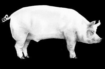 ASF cases and outbreaks in Poland Place: a small backyard holding, in which 1 pig was kept, located in the outskirts of the village Józefów (municipality of Gródek, białostocki district,