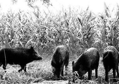 Data on animal population Wild boar Wild boar population in AUR and PA Wild boar