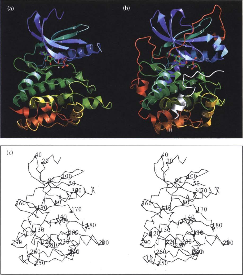 Two structures of phosphorylase kinase Owen et al. 471 Fig. 4. The structure of Phkytrnc and its comparison with that of capk.