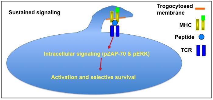 signals are summed to fully activate the T cells (181, 182). These results are consistent with the signaling summation model proposed by Lanzavecchia and colleagues (180).