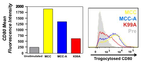 AD10 T cells have shown 10-fold higher affinity for MCC-K99A compared to AND x B10.