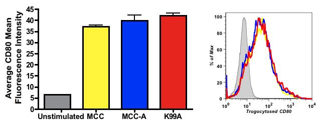 BR and AD10 T cells have shown similar affinities for MCC and MCC-A (212, 213).