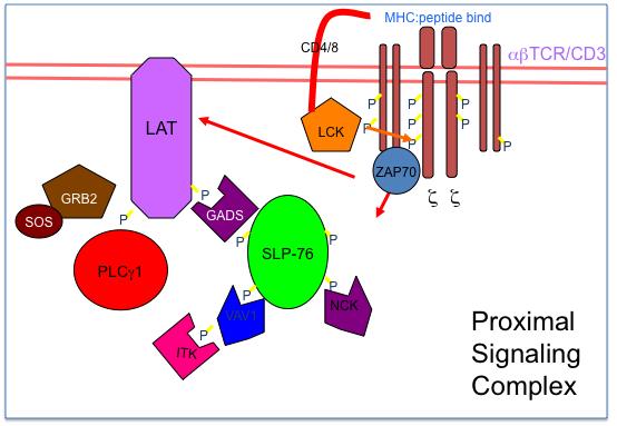 Figure 1: TCR proximal signaling complex. One of the first signaling molecules recruited to the proximal signaling complex is phospholipase Cγ1 (PLCγ1) (47).