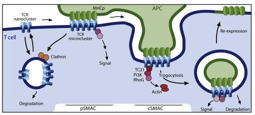 Figure 8. Proposed mechanism for trogocytosis. Two proposed mechanisms for TCR downmodulation.