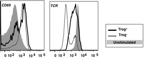Figure 13. Trog + and trog - T cells have an activated phenotype. Both trog + and trog - AD10 T cells are activated during standard in vitro trogocytosis assay using MCC:FKBP APCs.