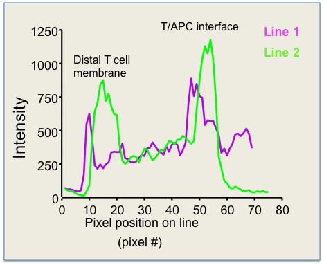 Line 1 Line 2 Figure 20. Measuring plck staining intensity across the distal T cell surface and the T-APC interface. Graph of the line profiles from fig.