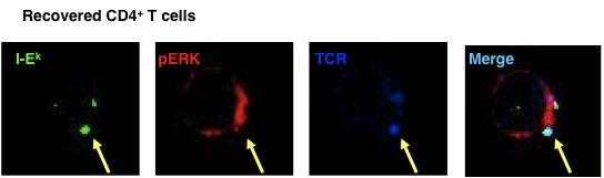 and is consistent with sustained TCR-distal signaling initiated by the trogocytosed molecules. A B Figure 22.