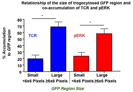 on the T cell, and the engagement of the TCR, leading to increased levels of TCR-distal signaling. Figure 23. Correlation between the size of trogocytosed MHC:peptide and TCR/pERK staining.