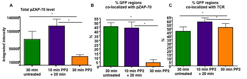 Figure 25. pzap-70 rebounds and localized with trogocytosed GFP-MHC in trog + T cells following the removal of PP2. (A) Integrated intensity of pzap70 6-fold above background from images in fig. 24.
