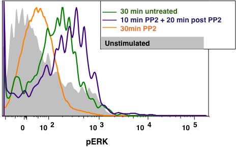 purple line) showed a restoration of perk1/2 staining.