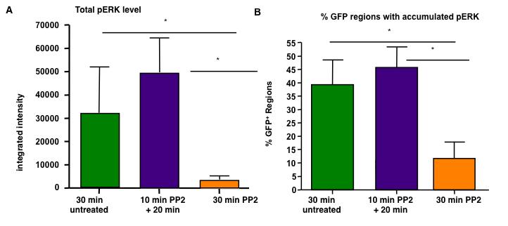 PP2 plus 20-minute incubation group displayed a significant recovery in the integrated intensity for perk1/2, similar to pzap-70 results.