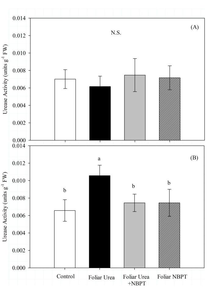 Figure 2: Effect of foliar treatments on leaf urease activity measured at 2h (A) and 24 h (B)