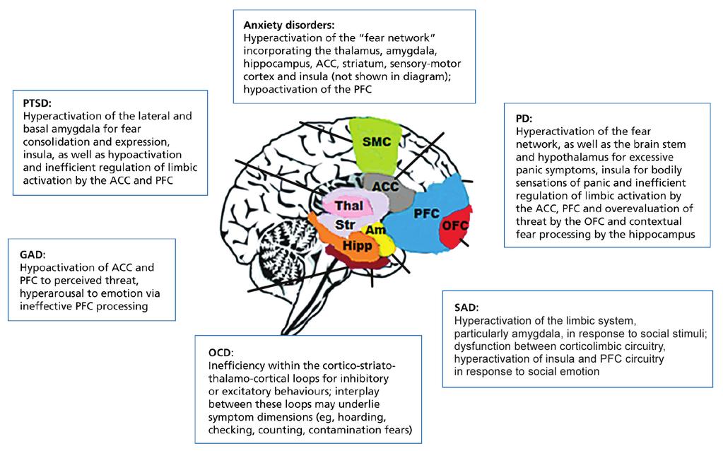 REVIEW Figure 1: Postulated neural correlates of anxiety and related disorders.