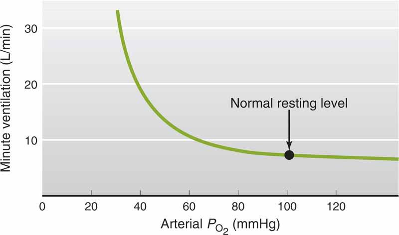 Effect of low arterial PO 2 on pulmonary ventilation PO 2 respiratory activity A severe