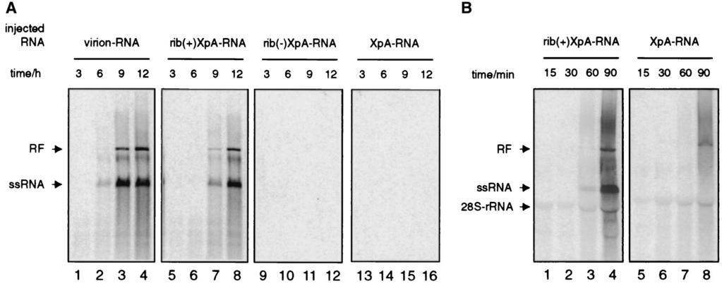 6398 HEROLD AND ANDINO J. VIROL. FIG. 3. RNA replication of in vitro transcripts in alternative replication systems. (A) RNA replication in X. laevis oocytes.