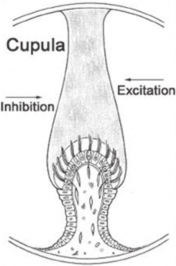 Practical Anatomy and Physiology of the Vestibular System 5 Figure 1 4. Cross section of crista ampullaris showing kinocilia and stereocilia of hair cells projecting into the cupula.