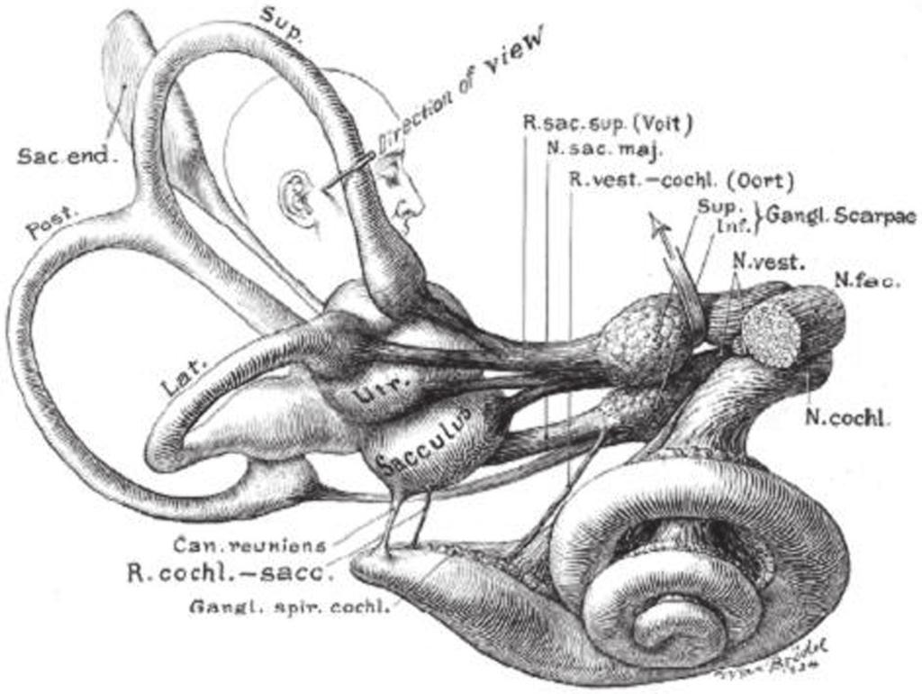 2 Balance Function Assessment and Management Figure 1 1. Anatomy of the vestibular labyrinth. Structures include the utricle (Utr.), sacculus, anterior (or superior) semicircular canal (Sup.