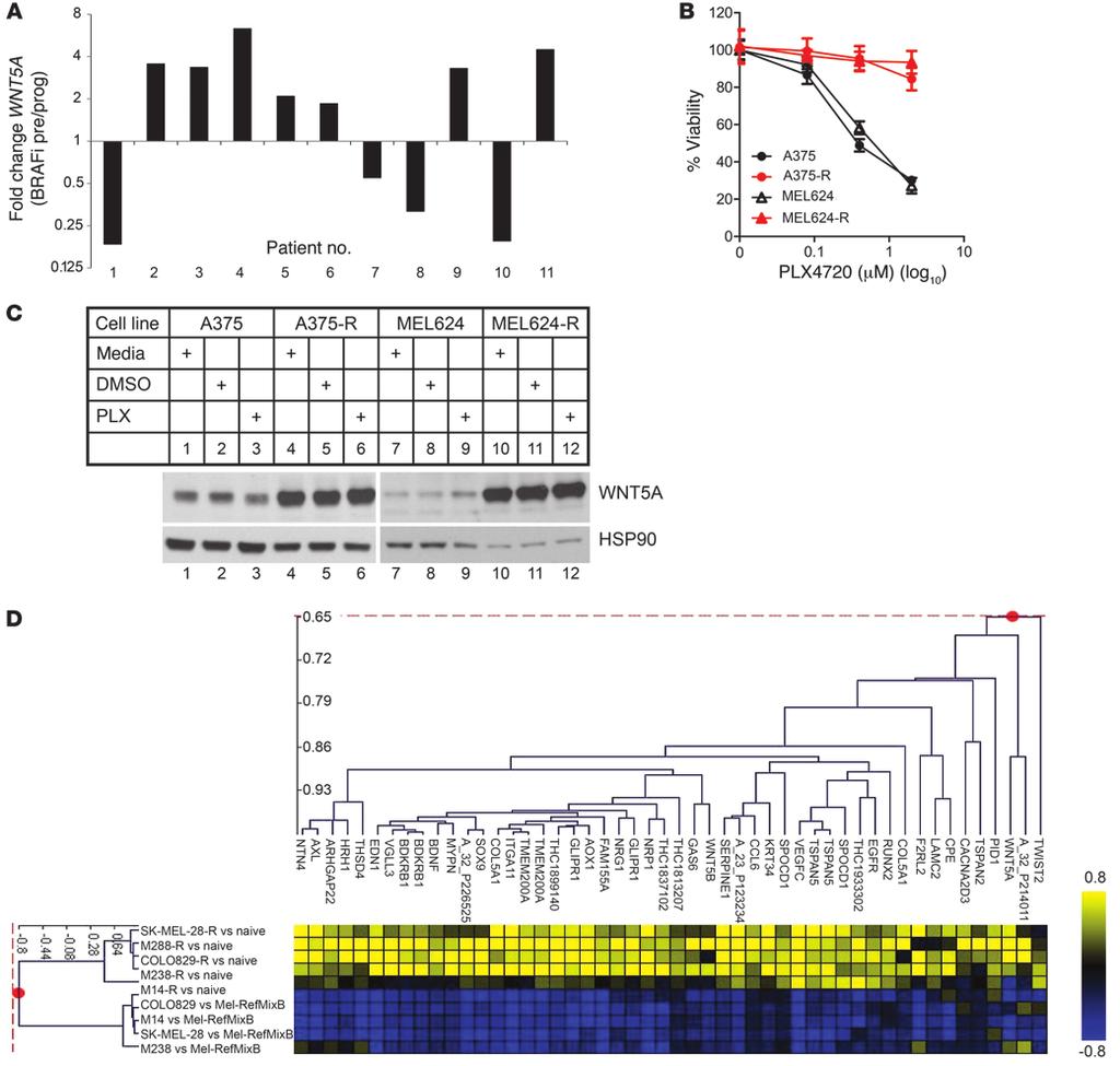 Figure 1 WNT5A expression is increased in response to chronic inhibition of BRAF V600E with PLX4720.